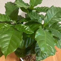 コーヒーの木　観葉植物の画像