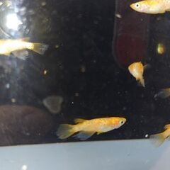 メダカ　【紅帝ラメｘククナ】　2ペア      1000円の画像