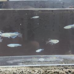 【終了】極上めだか　月の羽衣　10匹1000円の画像