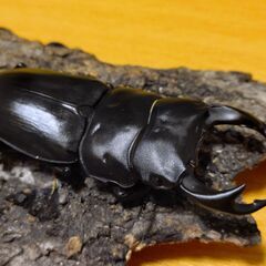 国産オオクワガタ　ペア（♂62ｍｍ　♀44ｍｍ）阿古谷産【安心決済への切り替え、発送対応可能】の画像