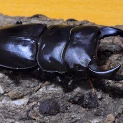 国産オオクワガタ　ペア（♂62ｍｍ　♀44ｍｍ）阿古谷産【安心決済への切り替え、発送対応可能】の画像