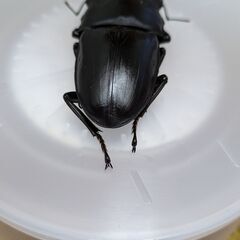 能勢YG血統80㎜新成虫♂単品①の画像