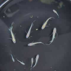 【終了】極上めだか　月の羽衣　10匹1000円の画像