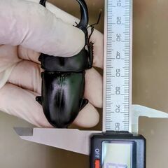能勢YG血統80㎜新成虫♂単品①の画像