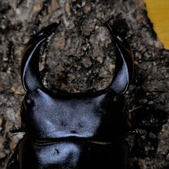 国産オオクワガタ　ペア（♂62ｍｍ　♀44ｍｍ）阿古谷産【安心決済への切り替え、発送対応可能】の画像