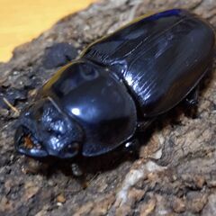 国産オオクワガタ　ペア（♂62ｍｍ　♀44ｍｍ）阿古谷産【安心決済への切り替え、発送対応可能】の画像