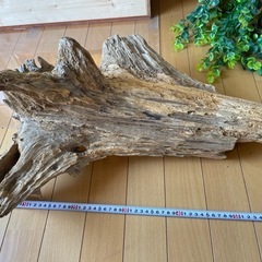 流木の画像