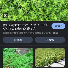クリーピングタイム　切苗の画像