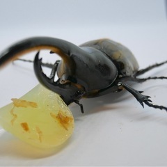 ヘラクレスオオカブトの画像