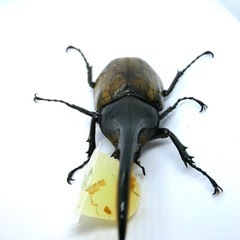 ヘラクレスオオカブトの画像