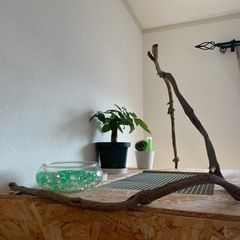 流木の画像