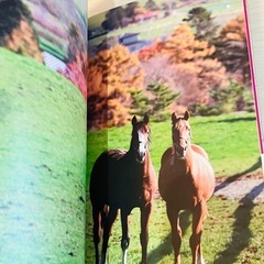 美品　サラブレッドの王国 競走馬のふるさとにゆく―北海道編　　新品同様の画像