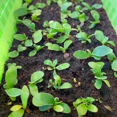 【観葉植物】 ビカクシダ ベイチーワイルド P. veitchii wild (vp#0 'Steel' ) の画像