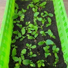 【観葉植物】 ビカクシダ ベイチーワイルド P. veitchii wild (vp#0 'Steel' ) の画像