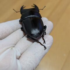 能勢ＹＧ血統80㎜♂単品新成虫②の画像