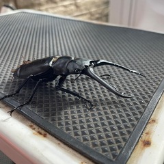 ギラファノコギリクワガタ　♂ 訳あり　の画像