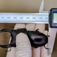 能勢ＹＧ血統80㎜♂単品新成虫②の画像