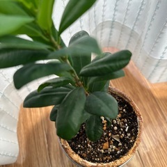 観葉植物　品種不明の画像