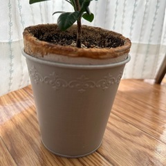 観葉植物　品種不明の画像