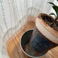 観葉植物　品種不明の画像