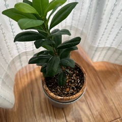 観葉植物　品種不明の画像
