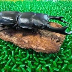 国産オオクワガタ　能勢YG血統　ペア　①の画像
