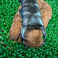国産オオクワガタ　能勢YG血統　ペア　①の画像