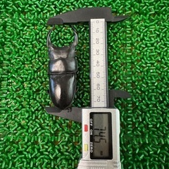国産オオクワガタ　能勢YG血統　ペア　①の画像