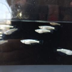 メダカ　【ゴブリン】　若魚      10匹     1500円の画像