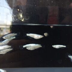 メダカ　【ゴブリン】　若魚      10匹     1500円の画像
