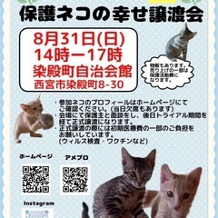 保護猫の譲渡会in西宮　もふもふ西宮主催