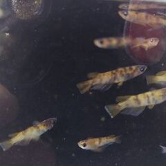 メダカ　【ＡWー03Ｒ】　5匹    1000円の画像