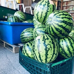 【今年最後】の訳あり大玉西瓜コンテナ(大)売りの画像