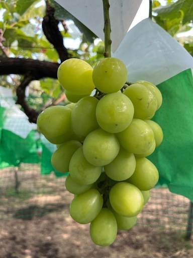 【訳アリ】シャインマスカット　約4.5kg