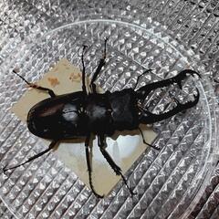 ギラファノコギリクワガタ[フローレス] 幼虫4匹、2齢　雌雄不明の画像