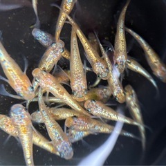 メダカ、引退品種‼️の画像