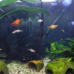ミッキーマウス・プラティ(稚魚)の画像