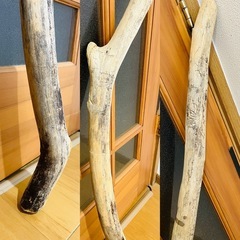 流木　全長119cm  掃除済み　宮島　砂浜　　の画像