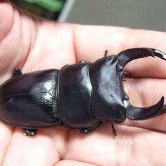奈良県産オオクワガタ F1 ♂69ミリ ♀45.2ミリ ペアの画像
