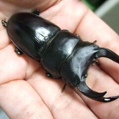 奈良県産オオクワガタ F1 ♂69ミリ ♀45.2ミリ ペアの画像