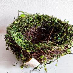 ナチュラル　グリーン　モス　鳥の巣の画像