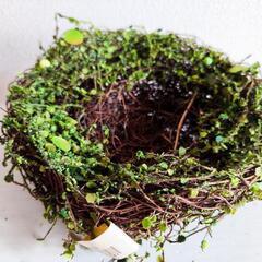 ナチュラル　グリーン　モス　鳥の巣の画像