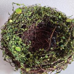 ナチュラル　グリーン　モス　鳥の巣の画像