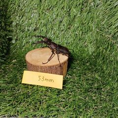 ミヤマクワガタ　WD　60ｍｍ～42ｍｍの画像