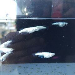 メダカ　【レッグウザ】　若魚   10匹の画像