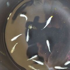 メダカ　【レッグウザ】　若魚   10匹の画像