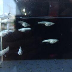 メダカ　【レッグウザ】　若魚   10匹の画像