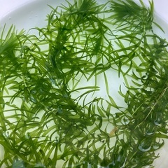 【水草】アナカリス④　5本　100円の画像