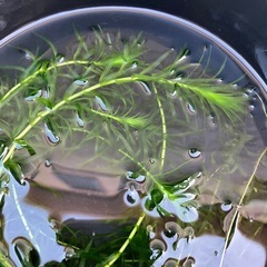 【水草】アナカリス⑤   5本　100円の画像