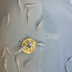 【メダカ】紅ほっぺ 幼魚5匹 　600円　の画像